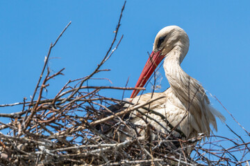 bocian , stork