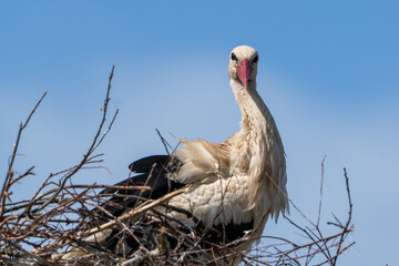 bocian , stork © Tomek