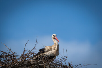 bocian , stork