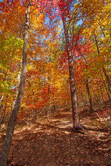 Brillant Colors on an Autumn Forest Hike