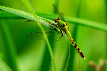 A common green darner dragonfly rests lightly on a reed near the lake.