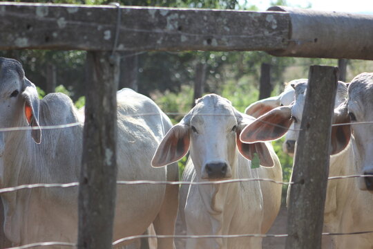 vacas