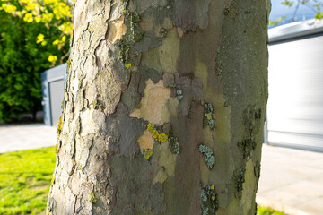 Detail of tree trunk