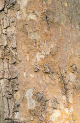 Embossed texture of the bark 