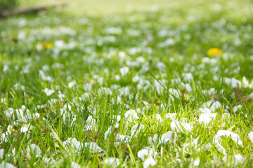 Fototapeta premium Yellow dandelions and white flowers of cherry or apple tree among green grass. Blooming flowers and leaves in garden on a spring sunny day. Plants close up