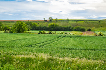 Countryside landscape in Srem region, province of Vojvodina in north Serbia