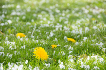 Yellow dandelions and white flowers of cherry or apple tree among green grass. Blooming flowers and...