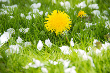 Yellow dandelions and white flowers of cherry or apple tree among green grass. Blooming flowers and...