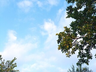 Obraz premium sky and tree