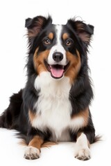 Fototapeta premium Mystic portrait of Australian Shepherd, Isolated on white background