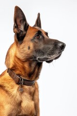 Obraz premium Mystic portrait of Belgian Malinois,Isolated on white background