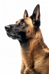 Mystic portrait of Belgian Malinois,Isolated on white background