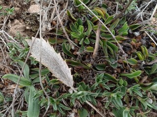 grass and soil