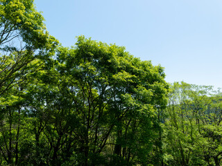 青空と新緑の樹木
