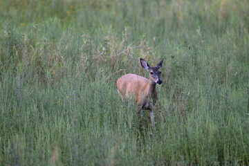 deer in the wet spring, Myakka River State Park, Florida