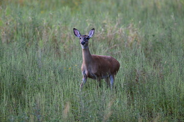 Myakka River State Park deer