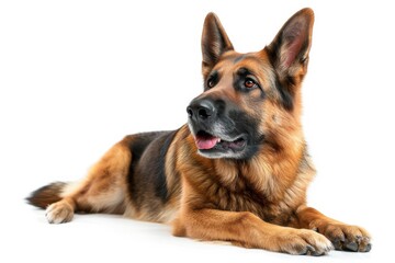 Mystic portrait of German Shepherd, full body View, isolated on white background