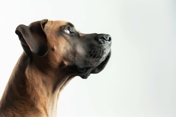 Mystic portrait of Great Dane, Isolated on white background