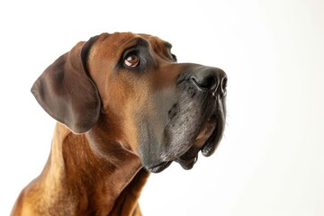Obraz premium Mystic portrait of Great Dane, Isolated on white background