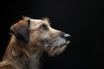Mystic portrait of Irish Wolfhound, Isolated on black background