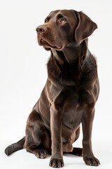 Mystic portrait of Labrador Retriever, Isolated on white background