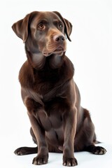 Mystic portrait of Labrador Retriever, Isolated on white background