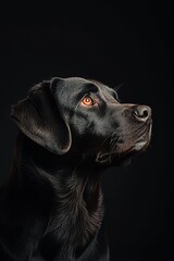 Mystic portrait of Labrador Retriever, Isolated on black background
