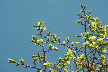 Spring Green Leaves Against Vivid Blue Sky