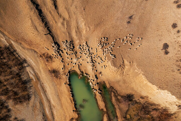 Aerial View of Sheep Herd by Water in Georgian Landscape