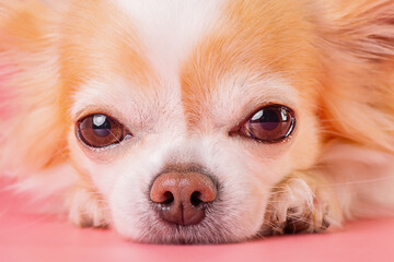 The dog is thoroughbred. Chihuahua on a pink background.