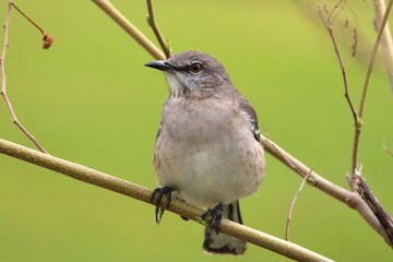This northern mockingbird is just posing for the camera.