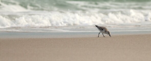 A sandpiper searches for a sand flea deep in the sand. 