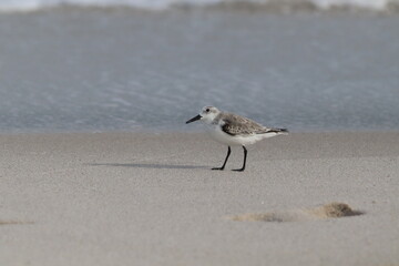 This sandpiper is just having an afternoon stroll.