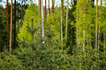 young growth of pine trees in spring is an ecologically clean forest