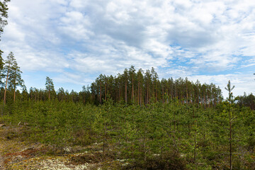 Ecologically clean young pine forest