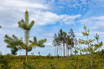 Ecologically clean young pine forest