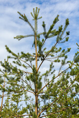 Ecologically clean young pine forest