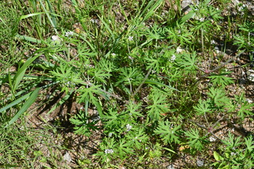 Geranium carolinianum flowers. A Geraniaceae weed native to North America. It produces pale purple flowers from May to June.