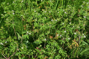 Geranium carolinianum flowers. A Geraniaceae weed native to North America. It produces pale purple...