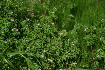Geranium carolinianum flowers. A Geraniaceae weed native to North America. It produces pale purple...