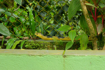 Cobra Spilotes Pullatus, serpent from the Colubridae family, popularly known in Brazil as Caninana Snake, Arab&oacute;ia orTiger Snake. Color yellow and black. Profile portrait in a rural environment.