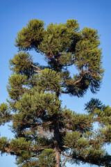 South American tree known as the Paraná pine, Araucaria angustifolia