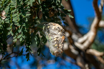 Tropical spider nest hanging on the tree