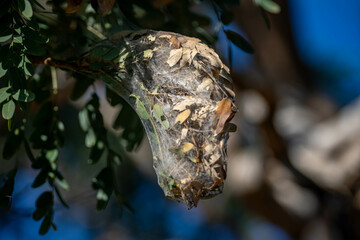 Tropical spider nest hanging on the tree