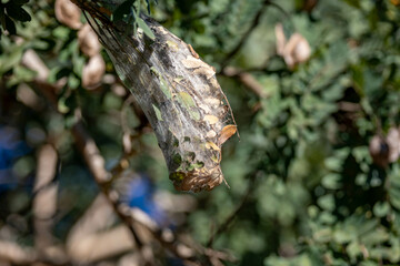 Tropical spider nest hanging on the tree