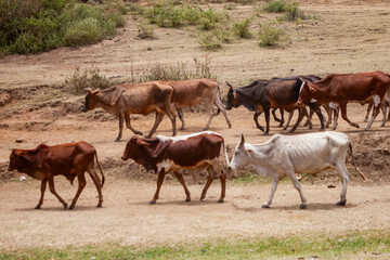 Cattle grazing along dusty roadside, Kenya