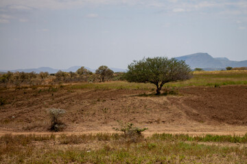 Possibly a Faidherbia tree, Kenya