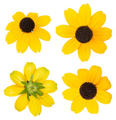 Isolated yellow daisy-gerbera or sunflower. Red chamomile on white background. Spring or summer blossom blooming. Field flower Jerusalem artichoke