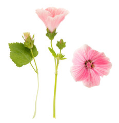 Isolated pink Lavatera flower on white background. 