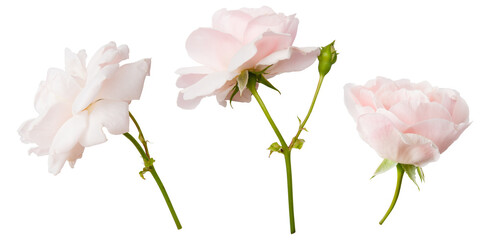 Isolated light pink roses flowers on white background. Bud and leaf of light pink rose flower...